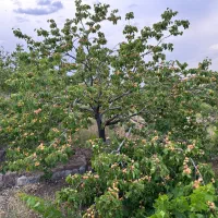 باغ عالی با ویو خاص در اسکو|فروش خانه و ویلا|اسکو, |دیوار