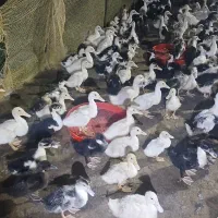 جوجه اردک دورگه پکنی