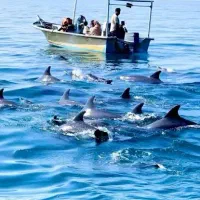 گشت جزیره. اجاره روزانه خودرو.|خدمات حمل و نقل|قشم, |دیوار