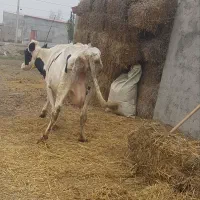 گاو هولشتاین