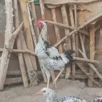 خروس|حیوانات مزرعه|ایرانشهر, |دیوار