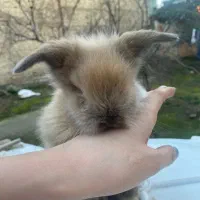 بچه خرگوش لوپ