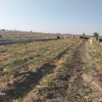 فروش بزغاله پرواری