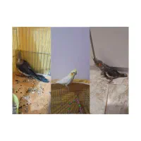 عروسهلندی|پرنده|رشت, جهاد|دیوار