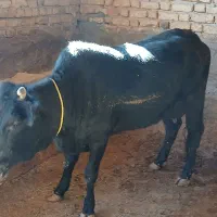 گاوتلیسه شکم اول بدون گوساله۱۶۵م کیلو۶۵۰هزاراذرسا