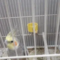 عروس هلندی نر دستی سخنگو|پرنده|طرقبه, |دیوار