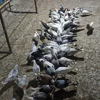 کبوترفروشی