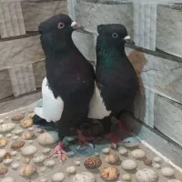 سینه سیاه جفتی