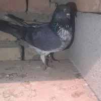 کفتر،کبوتر|پرنده|ماهدشت, |دیوار