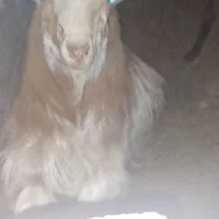فروش گوسفند چپش نری