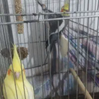 یک جفت عروس هلندی با جوجه