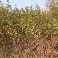 نهال|خدمات باغبانی و درختکاری|آذرشهر, |دیوار