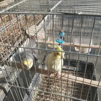 عروس هلندی معاوضه با بوقلمون،|پرنده|هشتگرد, شهرک اقدسیه|دیوار