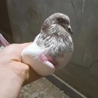 کبوتر مسافتی و پرشی|پرنده|آق قلا, |دیوار