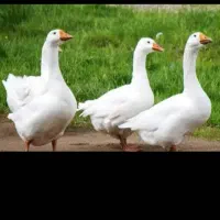 فروش اردک اسراییلی و غاز محلی با کمترن قیمت|حیوانات مزرعه|رضوانشهر, |دیوار