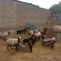 چند عدد گوسفند جوان با بره و بدون بره بفروش میرسد|حیوانات مزرعه|گرگان, |دیوار