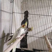 جوجه عروس هلندی