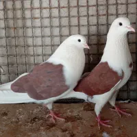 کبوتر پرشی و خال قدیم زحمت کشیده شده
