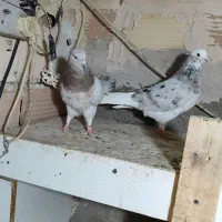 کبوتر پرشی
