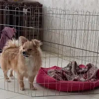 توله سگ پامرروباهی