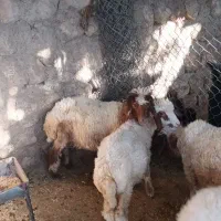بزغاله و بره چاق|حیوانات مزرعه|آبدانان, |دیوار