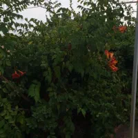 خانه(ویلا) باغ زیبا در روستای ولازجرد|فروش خانه و ویلا|کمیجان, |دیوار