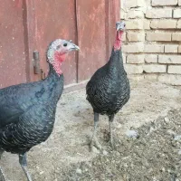 بوقلمون قو غاز|حیوانات مزرعه|شیراز, گویم|دیوار