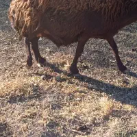 فروش گوسفند