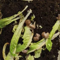 حلزون با باکس مخصوص|خزنده|مشهد, امیریه|دیوار