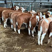 قطبه گوساله‌ سمینتال