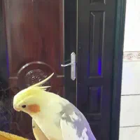 عروس هلندی مولد|پرنده|کوهبنان, |دیوار