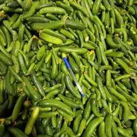 خیارشورهمدان