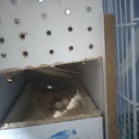 عروس هلندی و مرغ عشق