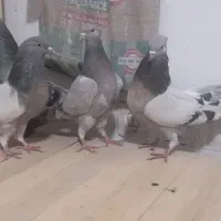 کبوتر اصفهانی خاکی کاغذی|پرنده|برخوار, |دیوار