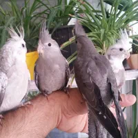 عروس هلندی 3ماهه وبالغ