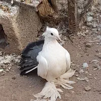 کبوتر|پرنده|سیرجان, |دیوار