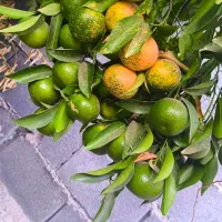 فروش-باغچه-700-متری-برق-دار