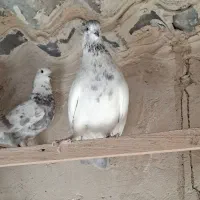 کفتر کل دم بور نر|پرنده|فردیس, داوری|دیوار