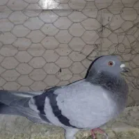 کبوتر|پرنده|آبیک, |دیوار