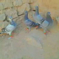 کبوتر مصافتی