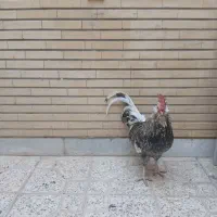 خروس اصلاح شده امریکایی