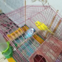 مرغ عشق مولد