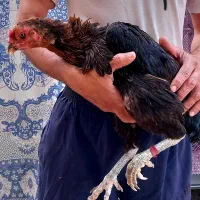 تخم مرغ لاری افغان اصل دانگ بالا