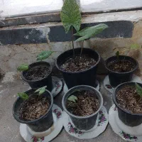 پا جوش گل بابا آدم