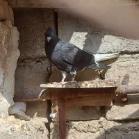 کبوتر دمسفید جوجه طوقی|پرنده|درگز, |دیوار