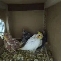 جفت عروس مولد