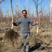 نهال گردو پربار و خوشه ای|خدمات باغبانی و درختکاری|خلخال, |دیوار