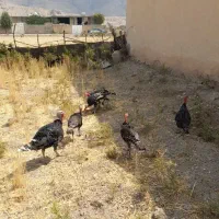 بوقلمون