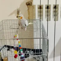 عروس هلندی ماده