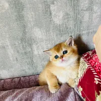 شهر گربه ی اشرافی شیراز|گربه|شیراز, ابیوردی|دیوار